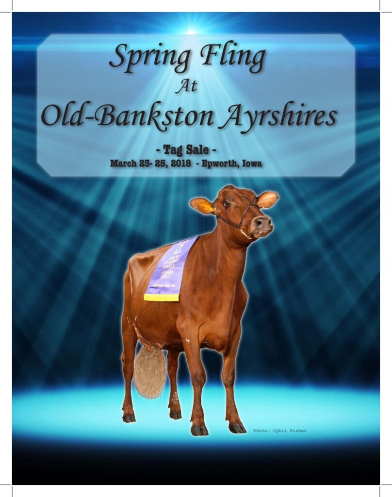 2018 Spring Fling Sale at Old-Bankston Ayrshires