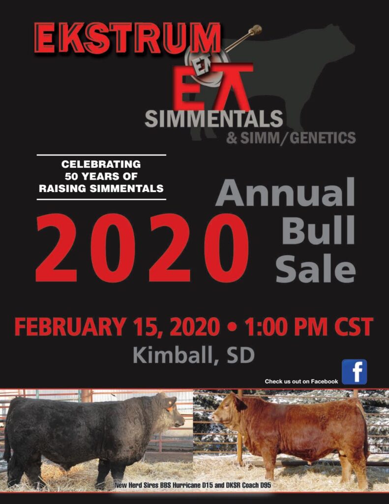 2020 Ekstrum Simmental Sale