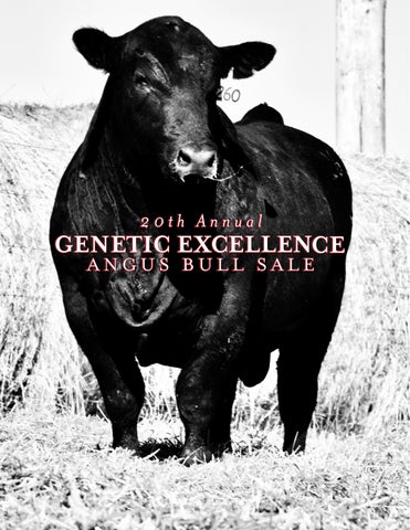 20th Annual Genetic Excellence Angus Bull Sale