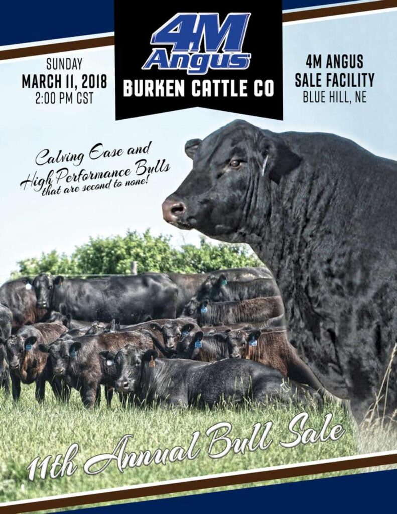 4M Angus & Burken Cattle Co - 2018 Bull Sale