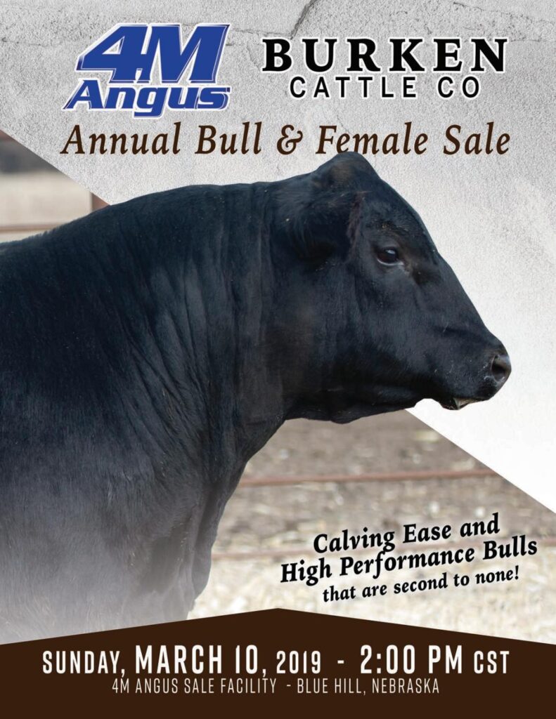 4M Angus & Burken Cattle Co - 2019 Bull Sale