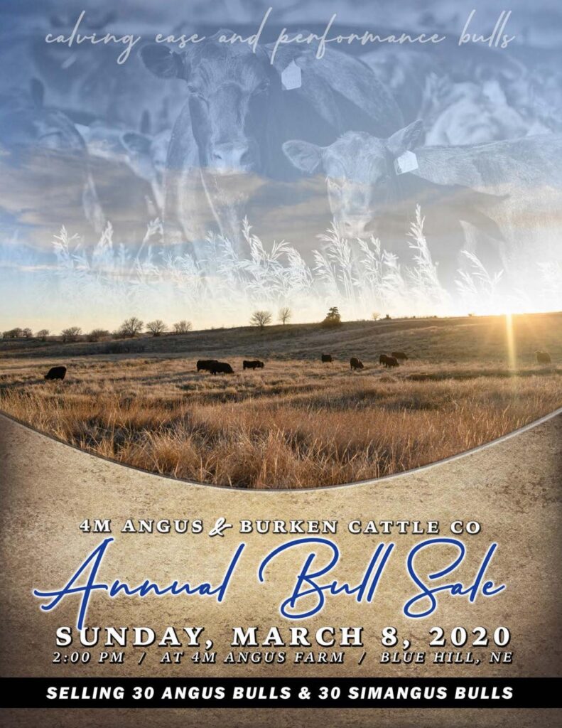 4M Angus & Burken Cattle Co - 2020 Bull Sale