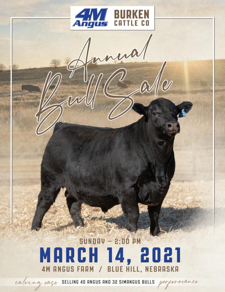 4M Angus & Burken Cattle Co - 2021 Spring Bull Sale