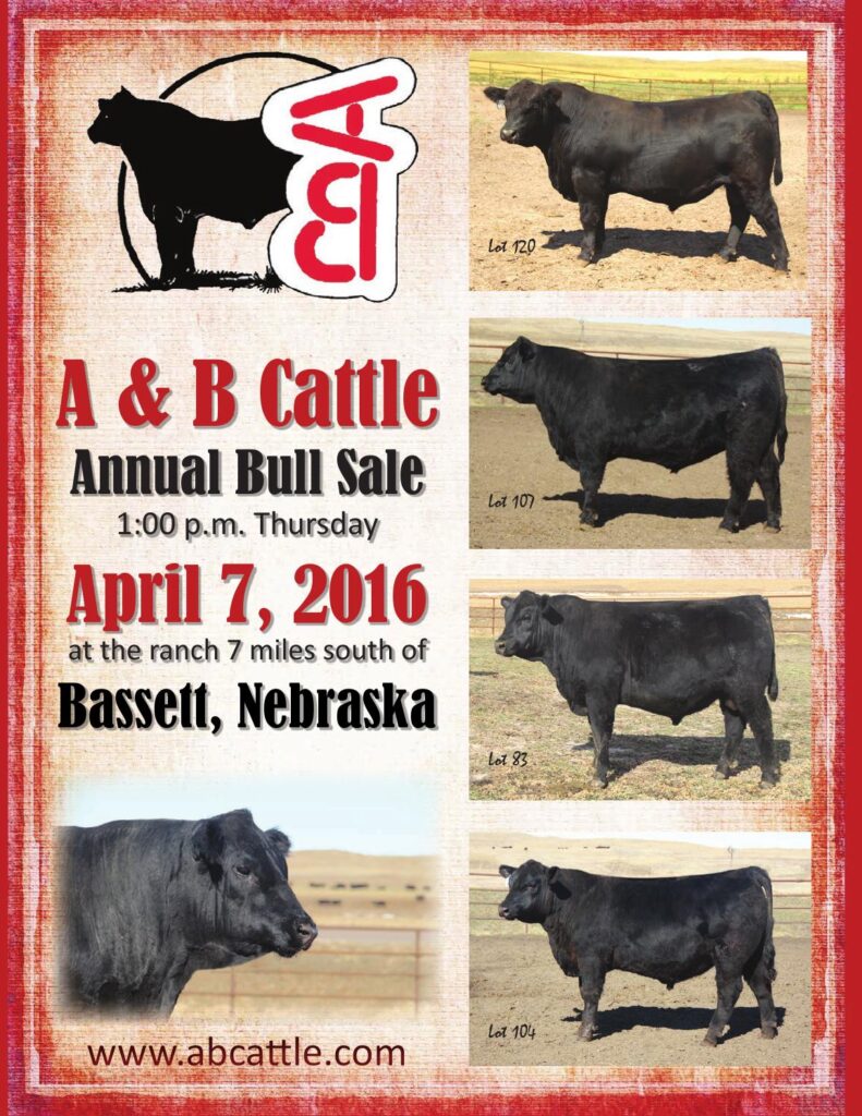 A & B Cattle - 26th Annual Bull Sale