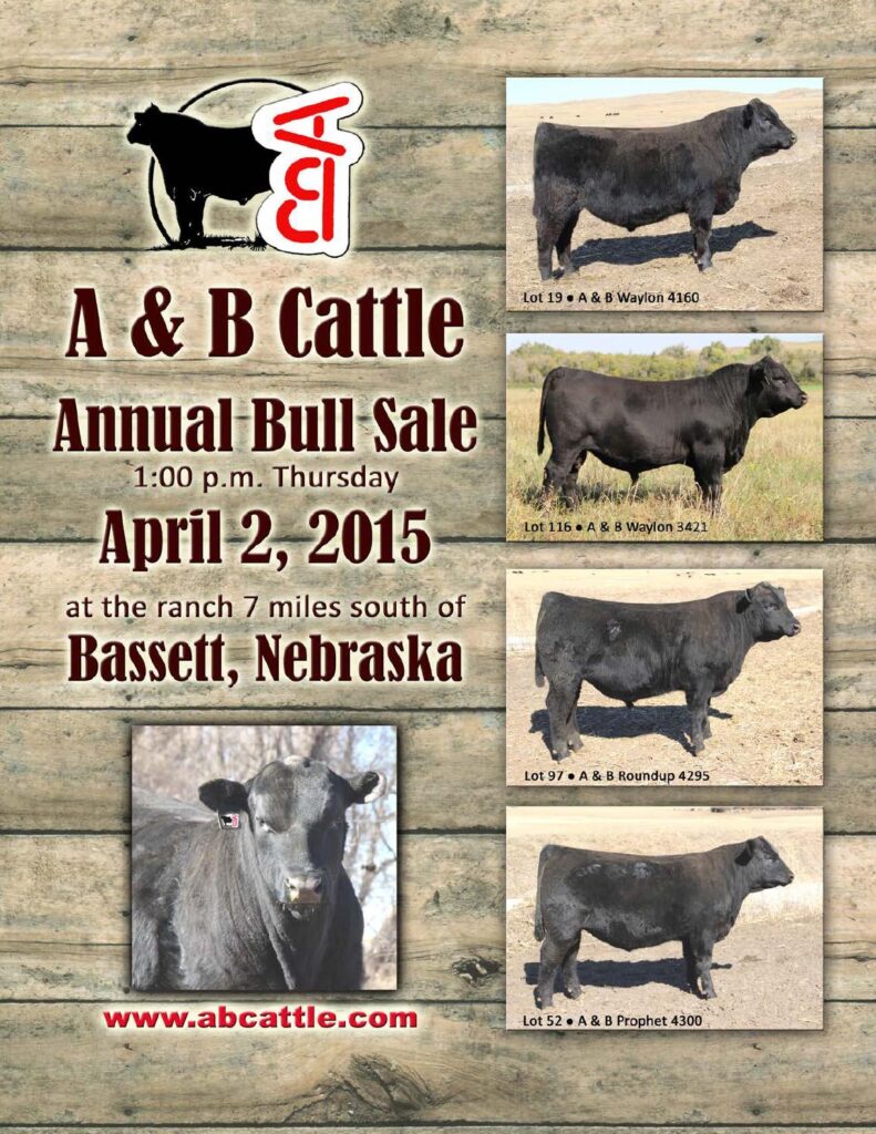 A and B Cattle - 25th Annual Bull Sale