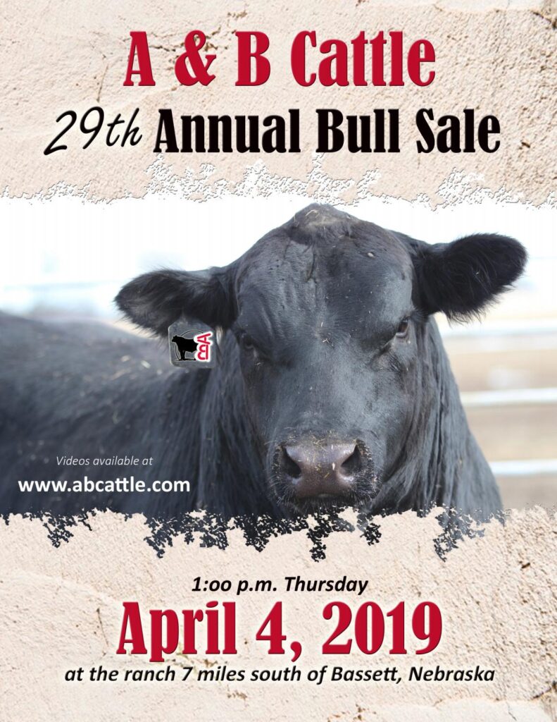 A&B Cattle Co - 2019 Bull Sale