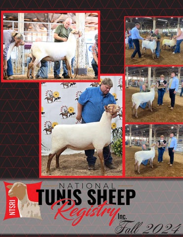 American Hampshire Sheep Association - 2024 Fall Tunis Times