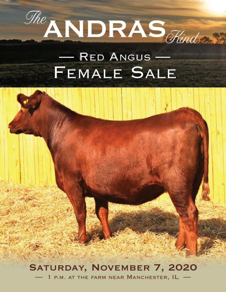 Andras Stock Farm - 2020 Fall Female Sale