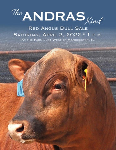 Andras Stock Farm - 2022 Spring Bull Sale