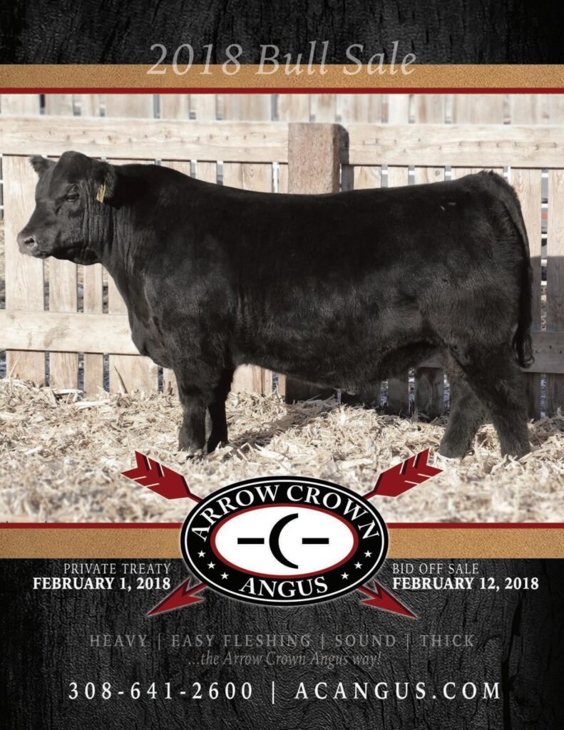 Arrow Crown Angus - 2018 Bull Sale