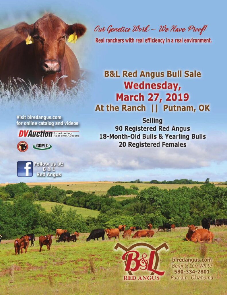 B&L Red Angus - 2019 Female Sale
