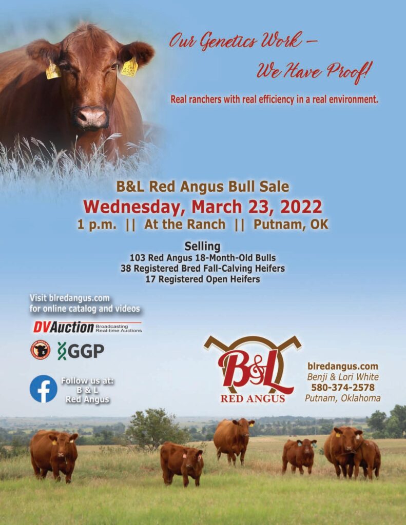 B&L Red Angus - 2022 Spring Bull Sale