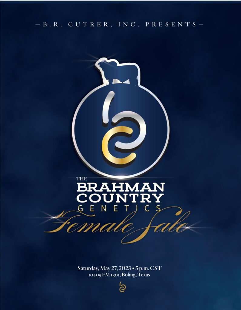 BR Cutrer - 2023 Female Sale