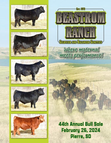 Beastrom Ranch 44th Annual Bull Sale