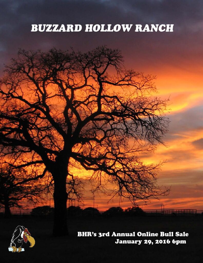 Buzzard Hollow Ranch - 3rd Annual Online Bull Sale