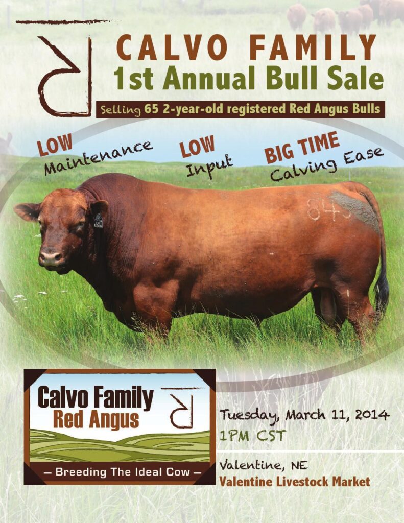 Calvo Family Red Angus - 1st Annual Bull Sale