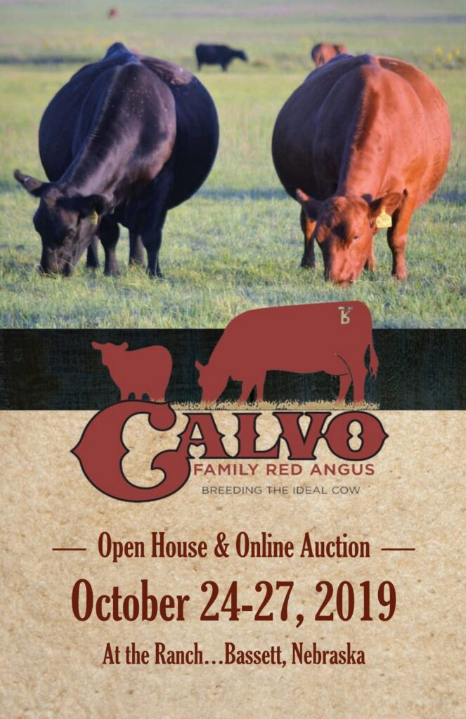 Calvo Family Red Angus - 2019 Fall Online Sale