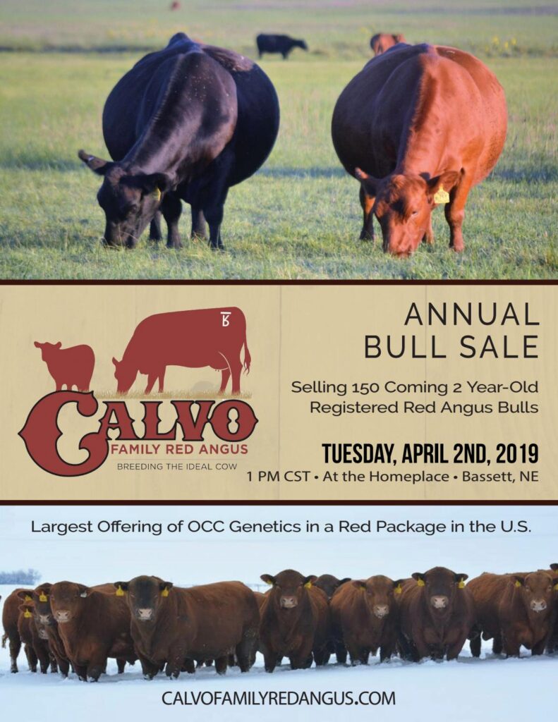 Calvo Family Red Angus - 2019 Sale