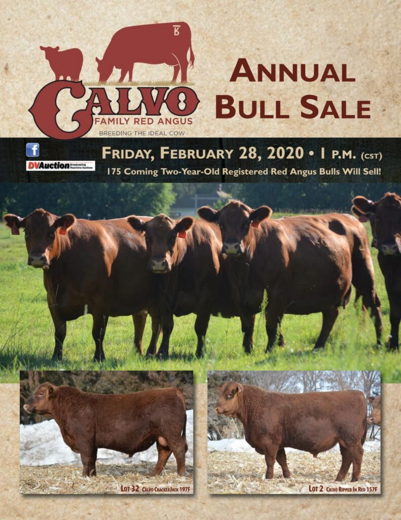 Calvo Family Red Angus - 2020 Sale