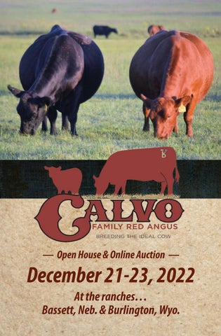 Calvo Family Red Angus - 2022 Fall Online Sale
