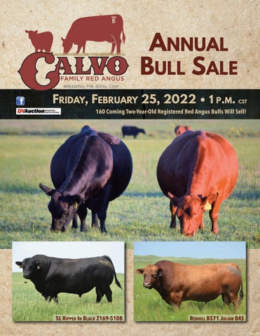 Calvo Family Red Angus - 2022 Spring Sale