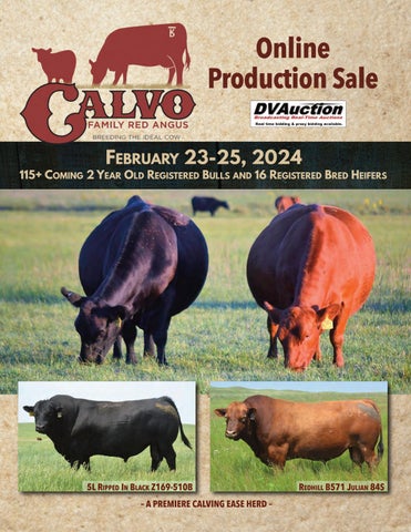 Calvo Family Red Angus Online Production Sale