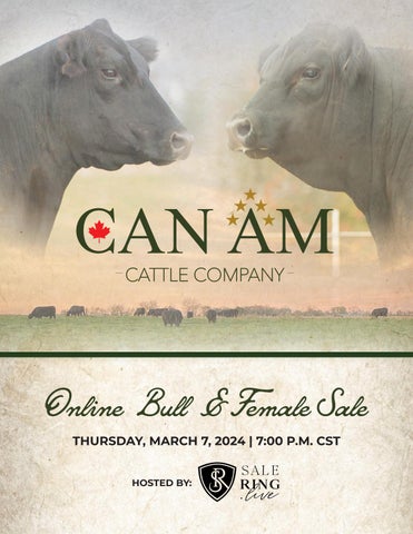 Can Am Cattle Company Online Bull & Female Sale
