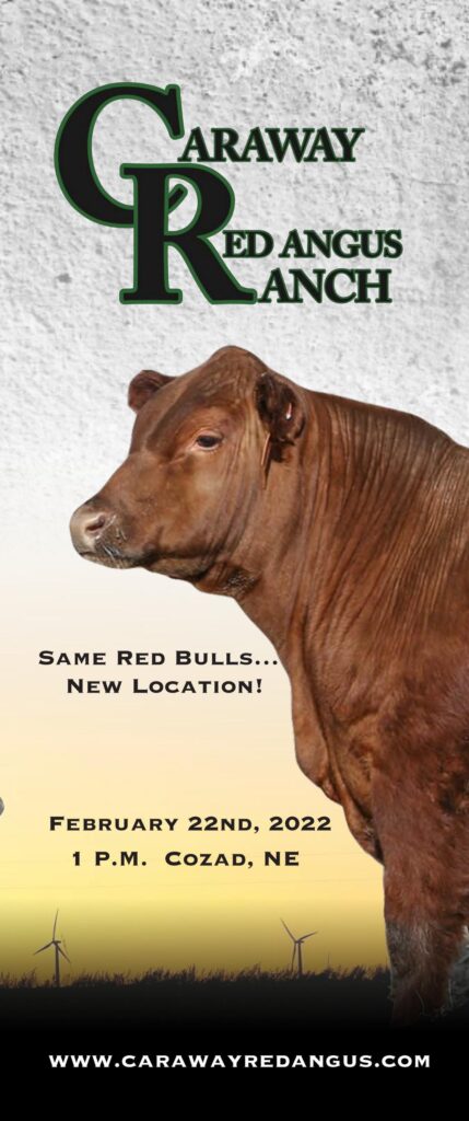Caraway Red Angus - 2022 Spring Sale