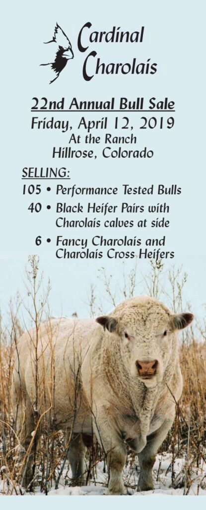 Cardinal Charolais - 2019 Bull Sale