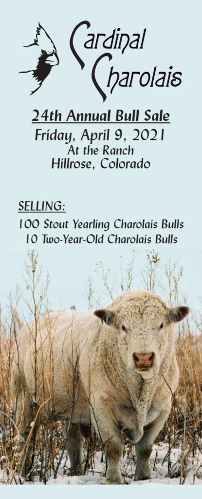 Cardinal Charolais - 2021 Spring Sale