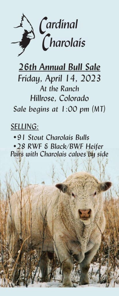Cardinal Charolais - 2023 Spring Sale