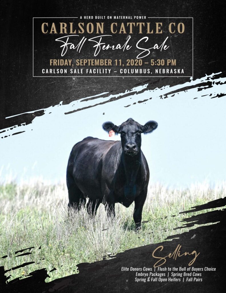 Carlson Cattle Co - 2020 Female Sale