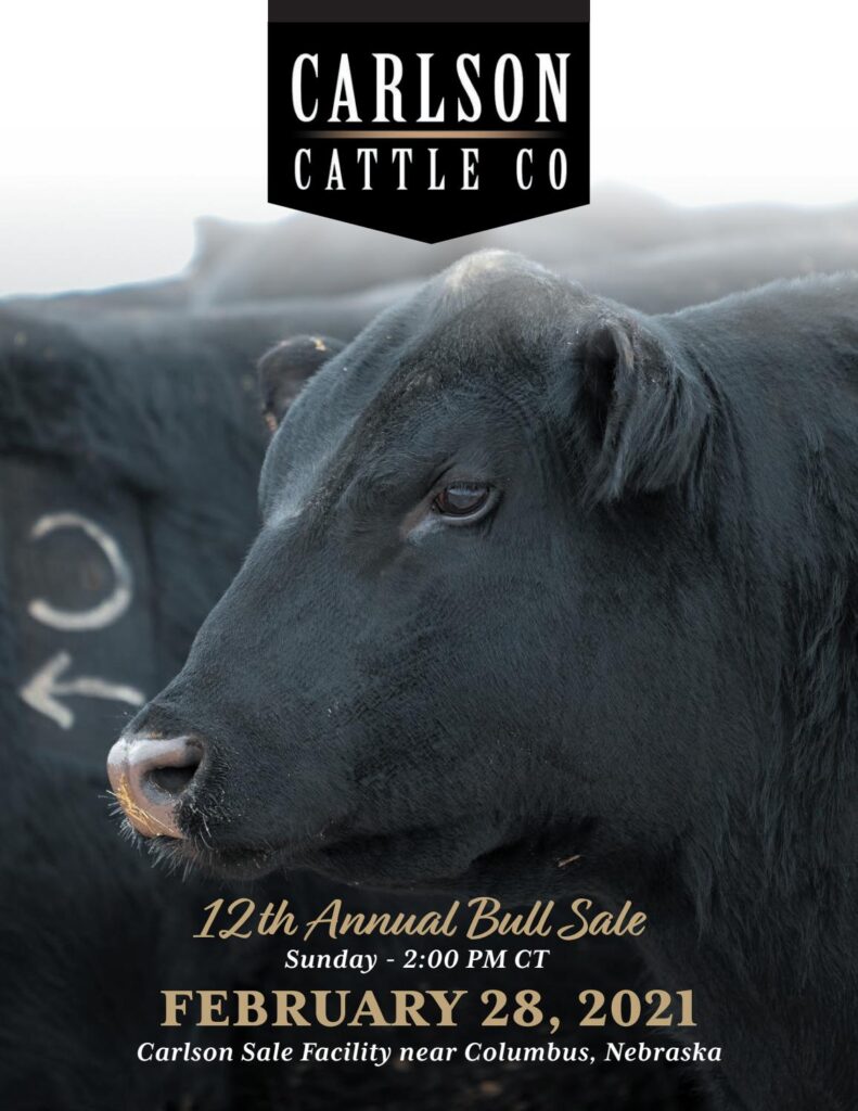 Carlson Cattle Co - 2021 Spring Bull Sale
