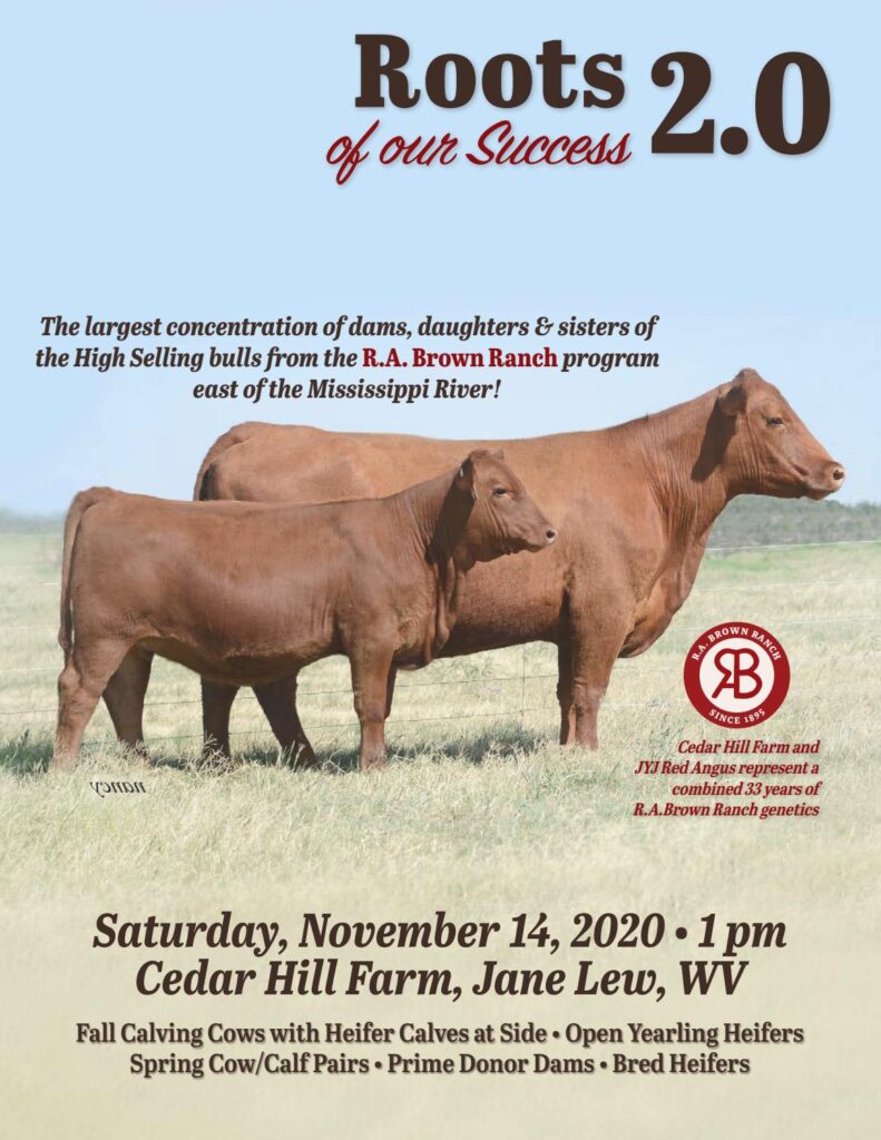 Cedar Hill Red Angus - 2020 Fall Female Sale