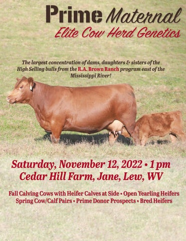 Cedar Hill Red Angus - 2022 Fall Female Sale