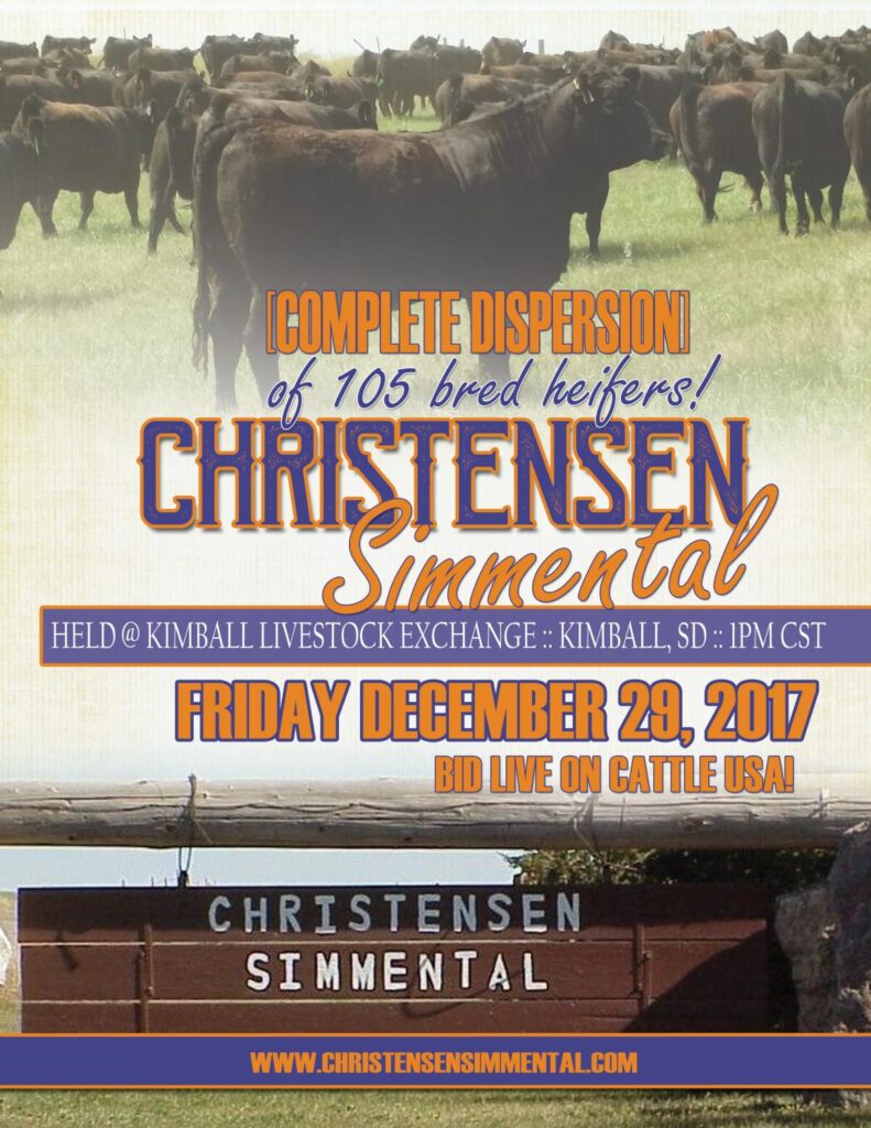 Christensen Simmental - 2017 Bred Heifer Dispersion Sale