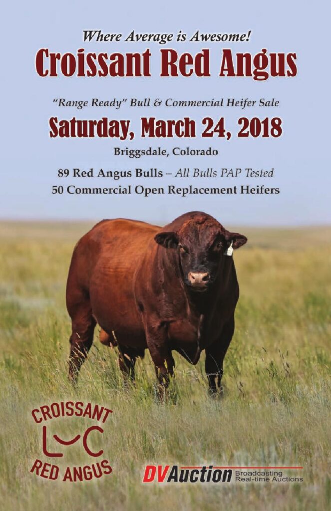 Croissant Red Angus - 2018 Bull Sale
