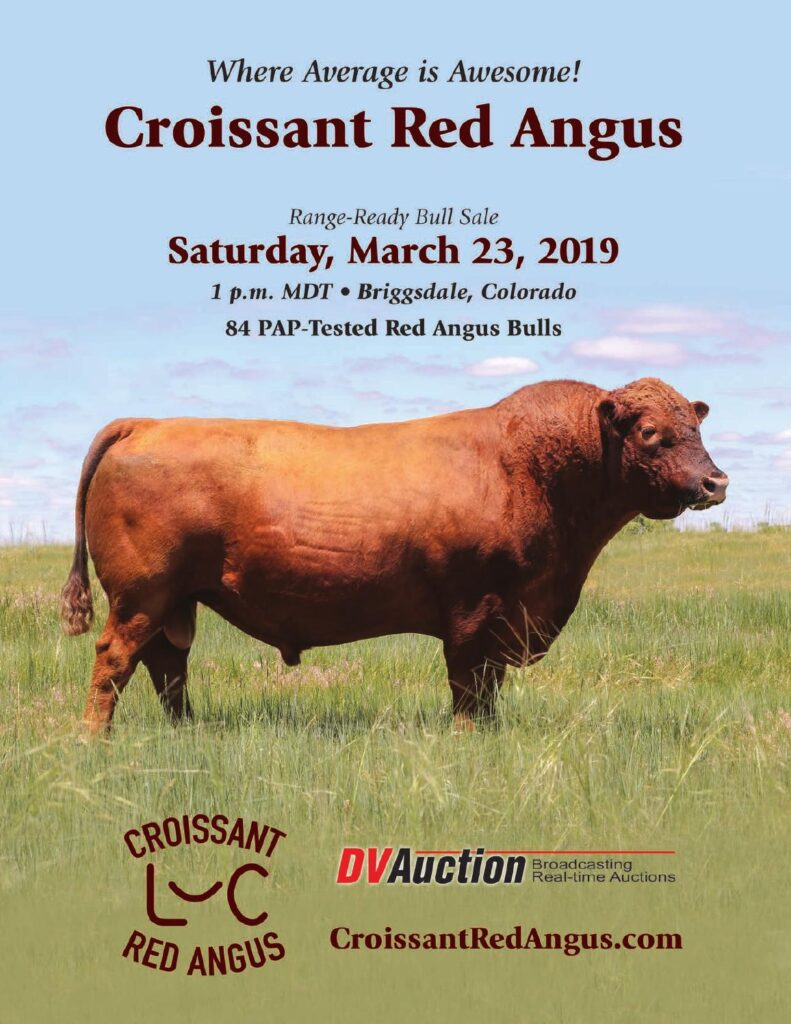 Croissant Red Angus - 2019 Bull Sale