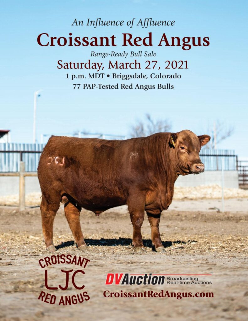 Croissant Red Angus - 2021 Spring Bull Sale