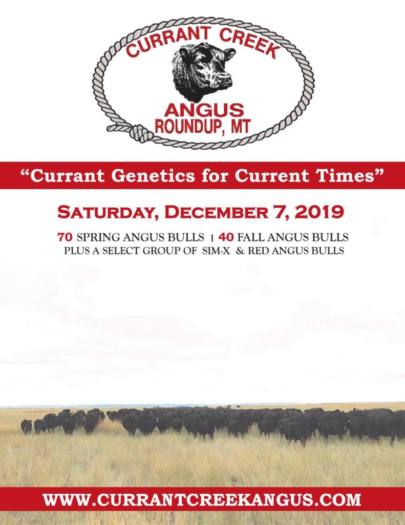 Currant Creek Angus - 2019 Fall Sale