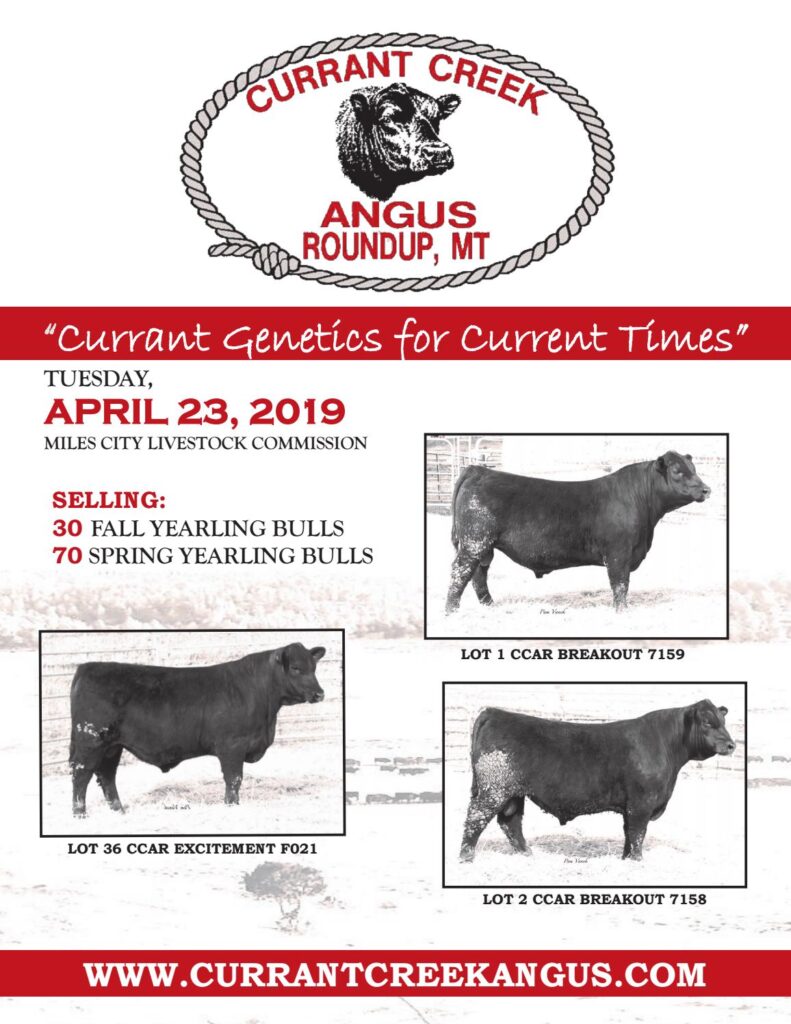 Currant Creek Angus - 2019 Sale