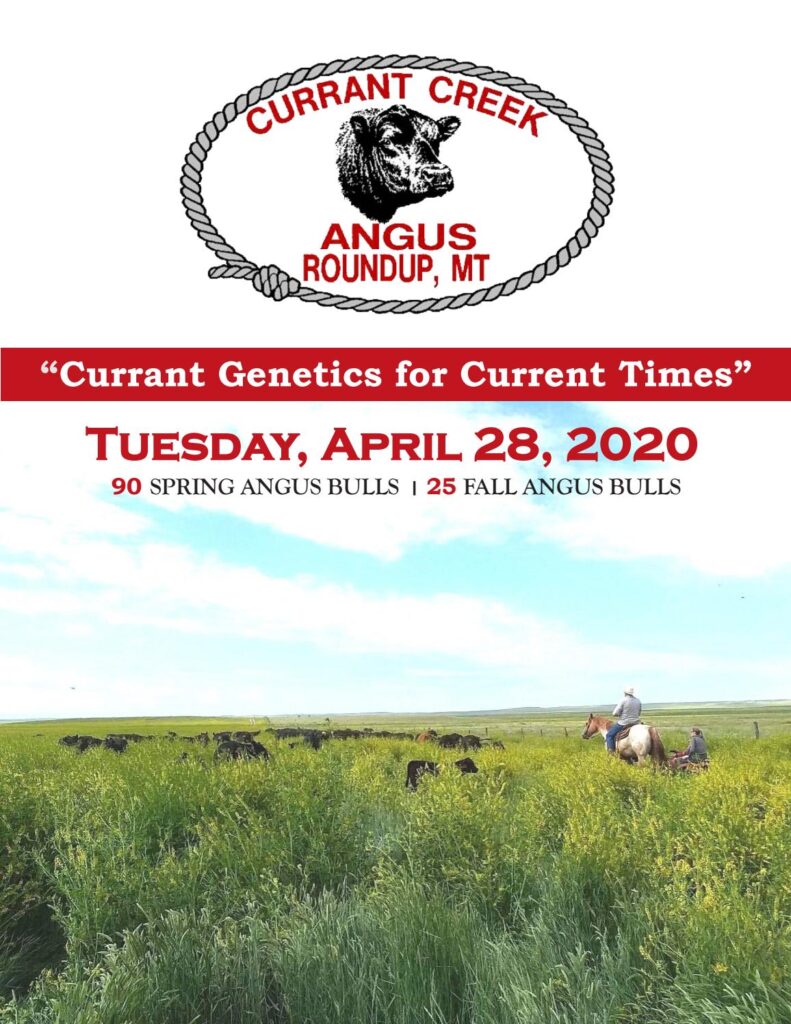 Currant Creek Angus - 2020 Spring Sale