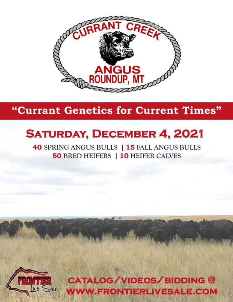 Currant Creek Angus - 2021 Fall Sale