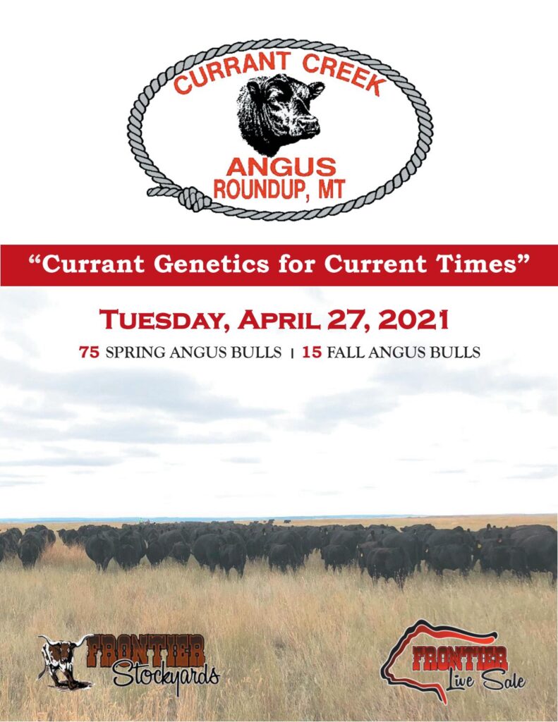 Currant Creek Angus - 2021 Spring Sale