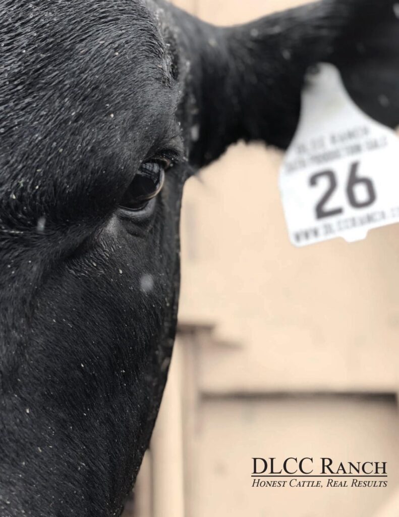 DLCC - 2018 Bull Sale