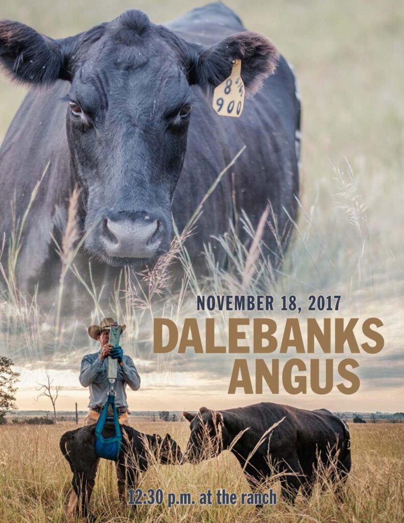 Dalebanks Angus - 2017 Bull Sale