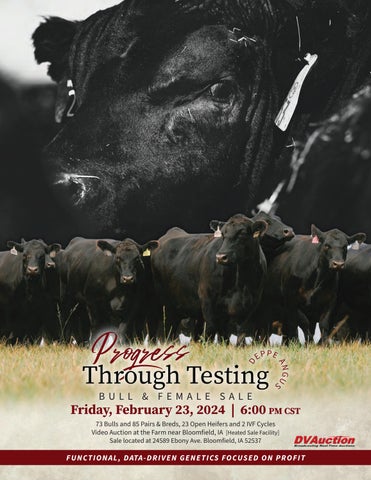 Deppe Angus Bull & Female Sale