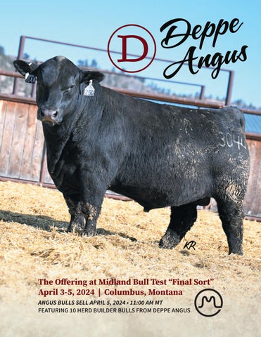 Deppe Angus Midland Bull Test