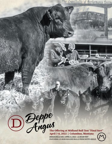 Deppe Angus - Midland Bull Test Feature - 2022 Sale