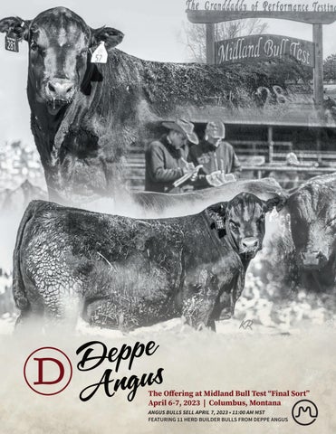 Deppe Angus - Midland Bull Test Feature - 2023 Sale